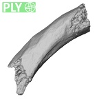 DV16-45 Homo sapiens rib ply