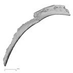 DV16-46 Homo sapiens rib inferior
