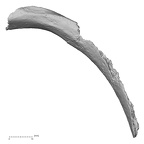 DV16-46 Homo sapiens rib superior