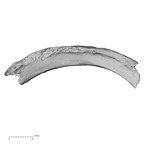 DV16-47 Homo sapiens rib inferior