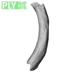 DV16-47 Homo sapiens rib ply