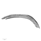 DV16-48 Homo sapiens rib inferior