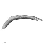 DV16-48 Homo sapiens rib superior