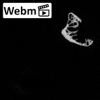 DV16-48 Homo sapiens rib ct stack movie