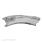 DV16-49 Homo sapiens rib inferior