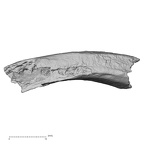 DV16-49 Homo sapiens rib superior