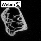DV16-49 Homo sapiens rib ct stack movie