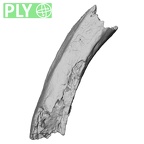 DV16-49 Homo sapiens rib ply