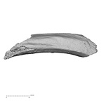 DV16-50 Homo sapiens rib inferior