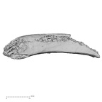 DV16-50 Homo sapiens rib superior