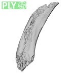 DV16-50 Homo sapiens rib ply