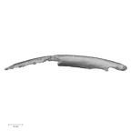 DV16-51 Homo sapiens rib superior