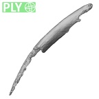 DV16-51 Homo sapiens rib ply