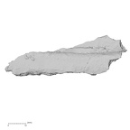 DV16-52 Homo sapiens rib view 1