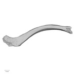 DV16-53 Homo sapiens clavicle right inferior