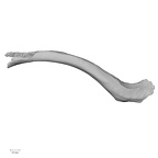 DV16-53 Homo sapiens clavicle right superior