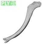 DV16-53 Homo sapiens clavicle right ply