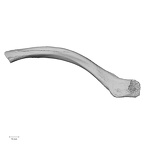 DV16-54 Homo sapiens clavicle left inferior