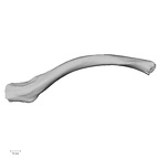 DV16-54 Homo sapiens clavicle left superior