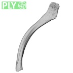 DV16-54 Homo sapiens clavicle left ply