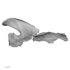 DV16-55 Homo sapiens scapula right anterior