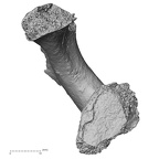 DV16-55 Homo sapiens scapula right lateral