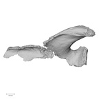 DV16-55 Homo sapiens scapula right posterior