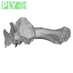 DV16-55 Homo sapiens scapula right ply
