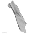 DV16-56 Homo sapiens scapula right anterior