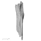 DV16-56 Homo sapiens scapula right lateral