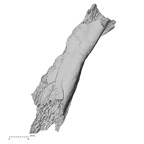 DV16-56 Homo sapiens scapula right posterior