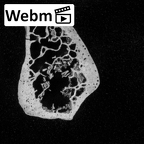 DV16-56 Homo sapiens scapula right ct stack movie