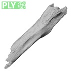 DV16-56 Homo sapiens scapula right ply