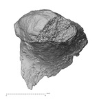 DV16-57 Homo sapiens scapula right anterior