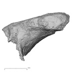 DV16-57 Homo sapiens scapula right lateral