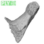 DV16-57 Homo sapiens scapula right ply