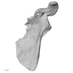 DV16-58 Homo sapiens scapula left anterior