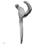 DV16-58 Homo sapiens scapula left lateral