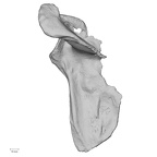 DV16-58 Homo sapiens scapula left posterior