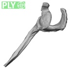 DV16-58 Homo sapiens scapula left ply