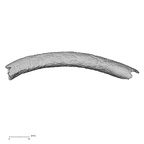 DV45 Homo sapiens rib left superior