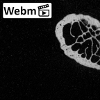 DV45 Homo sapiens rib left ct stack movie