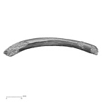 DV51 Homo sapiens rib right inferior