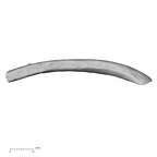 DV51 Homo sapiens rib right superior