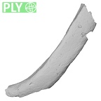 DV51 Homo sapiens rib right ply