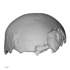 DV11-1 H. sapiens cranium