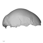 DV11-1 Homo sapiens cranium lateral