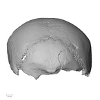 DV11-1 Homo sapiens cranium posterior