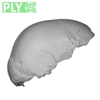DV11-1 Homo sapiens cranium ply