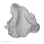 DV12-1 H. sapiens cranium fragment